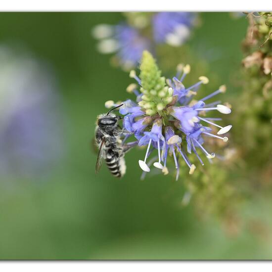 Megachile rotundata: Animal in habitat Park in the NatureSpots App