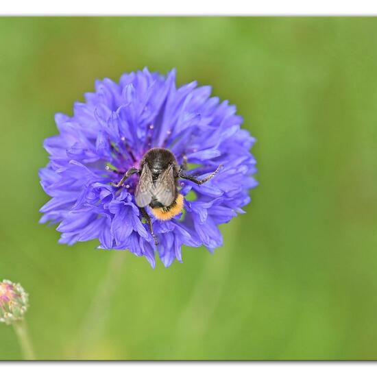 Bombus lapidarius: Animal in habitat Garden in the NatureSpots App