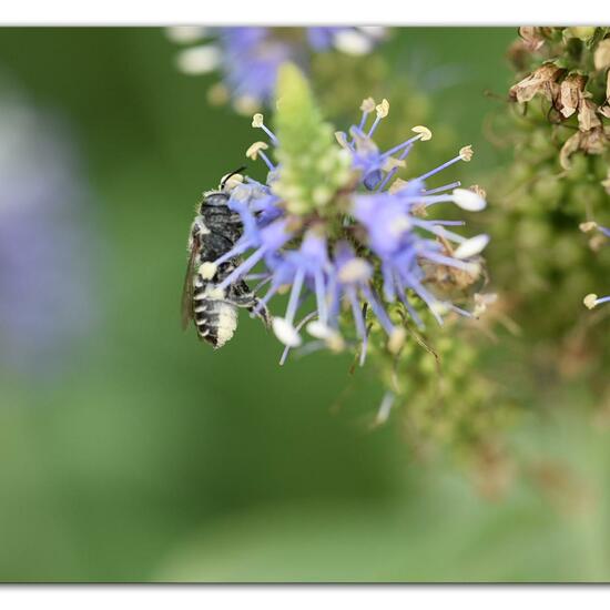 Megachile rotundata: Animal in habitat Park in the NatureSpots App