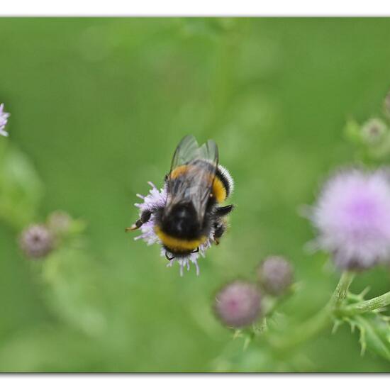 Bumble bee: Animal in habitat Garden in the NatureSpots App