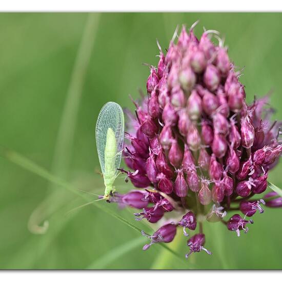 Chrysoperla carnea: Animal in habitat Garden in the NatureSpots App