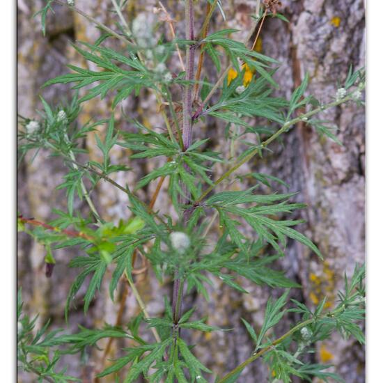 Artemisia vulgaris: Plant in habitat Natural Meadow in the NatureSpots App