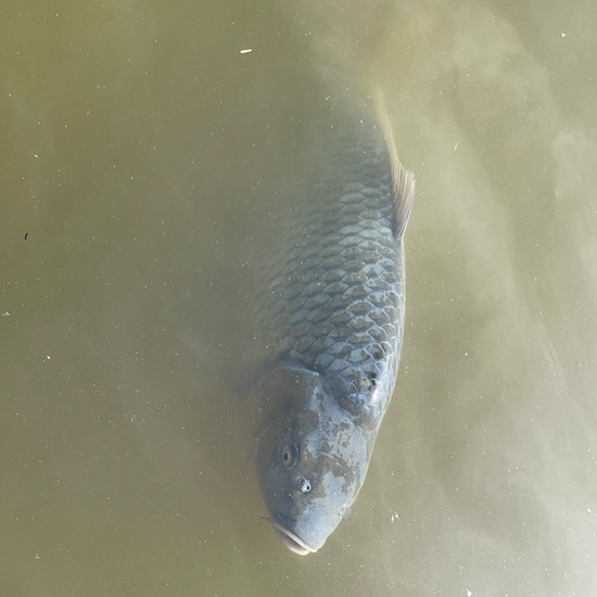 Common carp: Animal in habitat Pond in the NatureSpots App