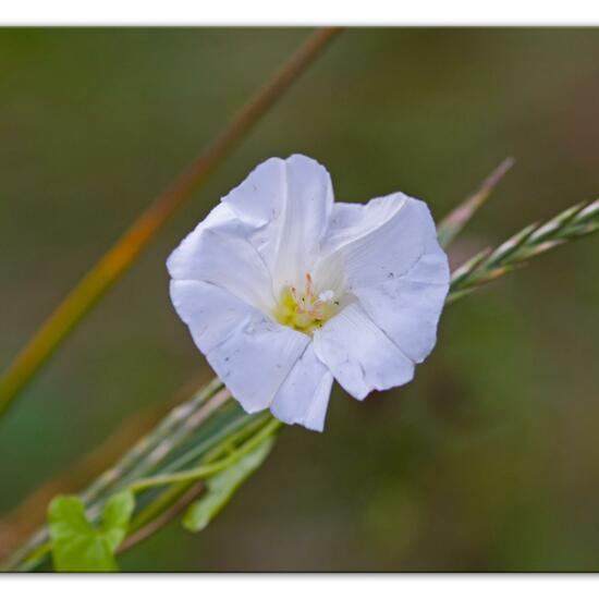 Convolvulus arvensis: Plant in habitat Natural Meadow in the NatureSpots App