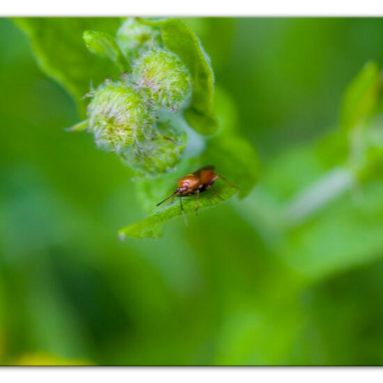 Deraeocoris ruber: Animal in habitat Natural Meadow in the NatureSpots App