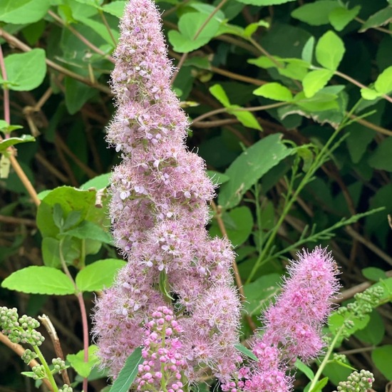 Spiraea salicifolia: Plant in habitat Garden in the NatureSpots App