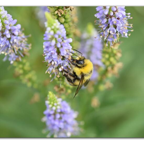 Bombus lucorum: Animal in habitat Park in the NatureSpots App