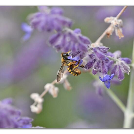 Anthidium manicatum: Animal in habitat Park in the NatureSpots App