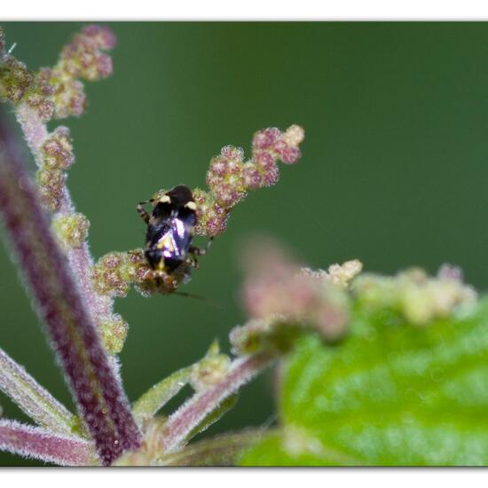 Liocoris tripustulatus: Animal in habitat Natural Meadow in the NatureSpots App