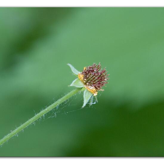 Geum urbanum: Plant in habitat Forest in the NatureSpots App