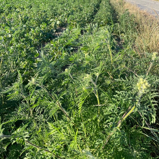 Ambrosia artemisiifolia var. artemisiifolia: Plant in habitat Crop cultivation in the NatureSpots App