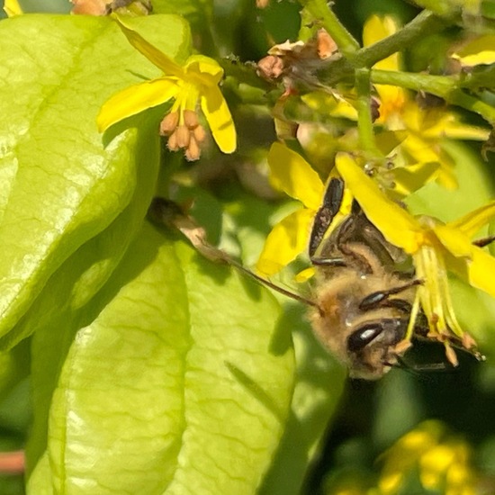 Koelreuteria paniculata: Plant in nature in the NatureSpots App