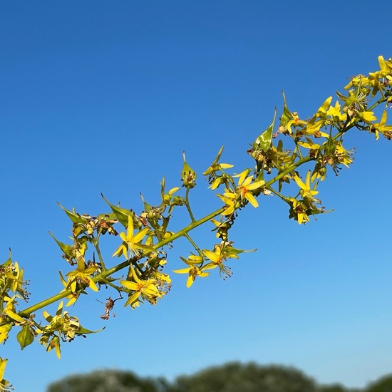 Koelreuteria paniculata: Plant in nature in the NatureSpots App