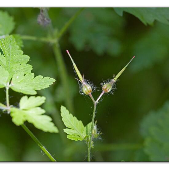 Geranium robertianum: Plant in habitat Forest in the NatureSpots App