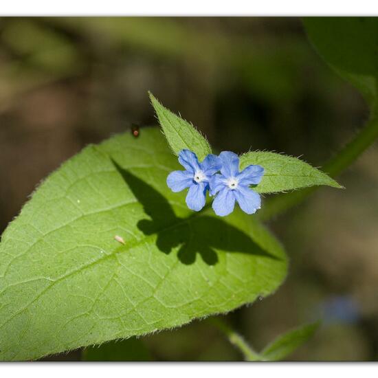 Pentaglottis sempervirens: Plant in habitat Forest in the NatureSpots App