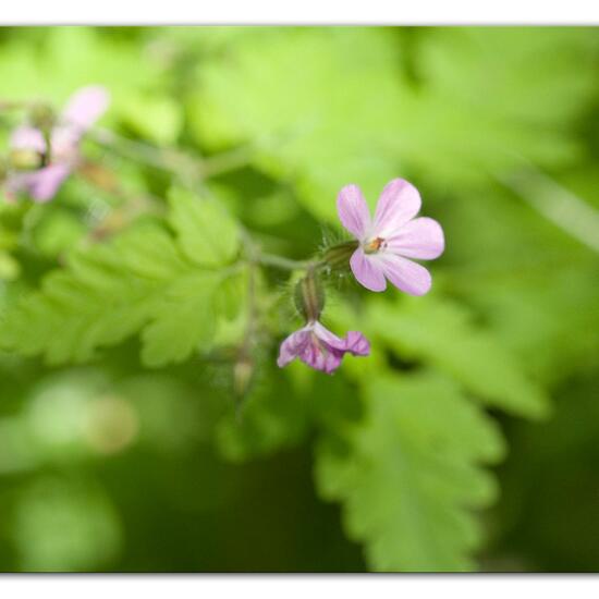 Geranium robertianum: Plant in habitat Forest in the NatureSpots App