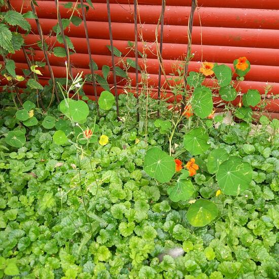 Tropaeolum majus L.: Plant in nature in the NatureSpots App