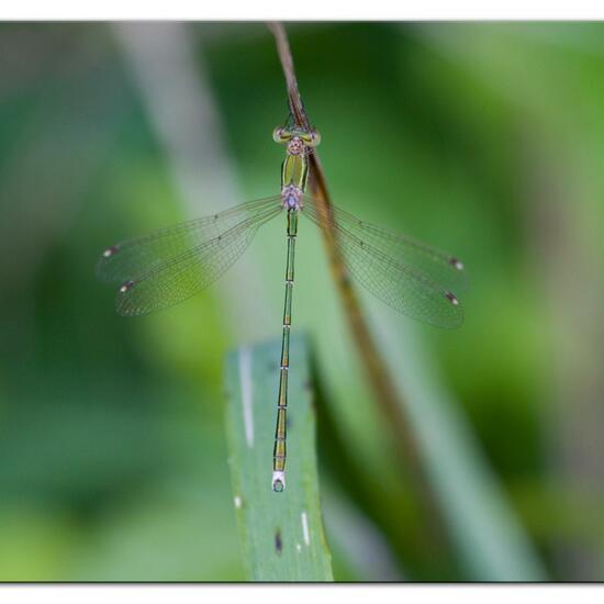 Lestes barbarus: Animal in habitat Agricultural meadow in the NatureSpots App