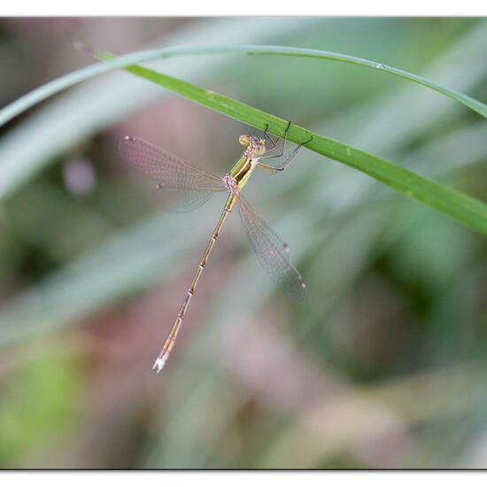 Lestes barbarus: Animal in habitat Agricultural meadow in the NatureSpots App