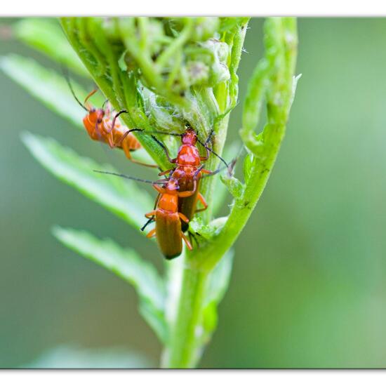 Common red soldier beetle: Animal in habitat Semi-natural grassland in the NatureSpots App