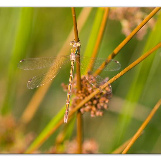 Lestes barbarus: Animal in habitat Agricultural meadow in the NatureSpots App