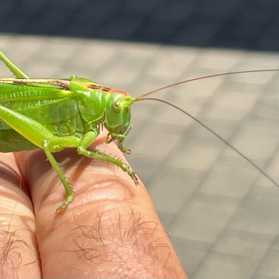 Tettigonia viridissima: Animal in habitat Garden in the NatureSpots App