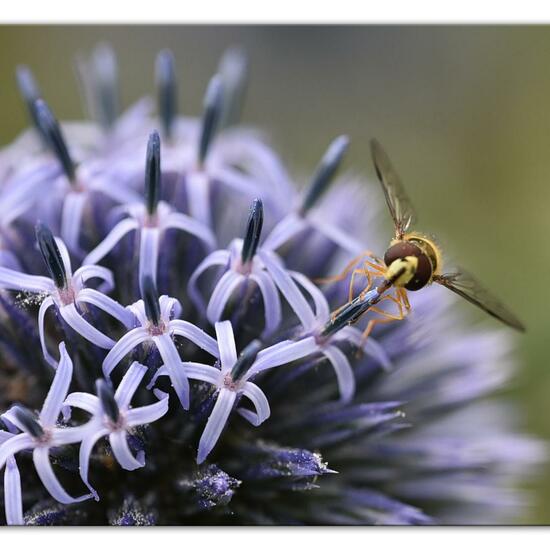 Dasysyrphus albostriatus: Animal in habitat Park in the NatureSpots App