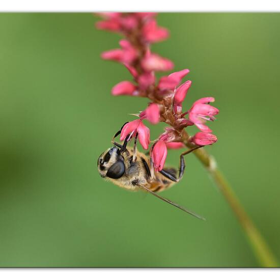 Eristalis tenax: Animal in habitat Park in the NatureSpots App