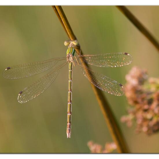 Lestes barbarus: Animal in habitat Agricultural meadow in the NatureSpots App