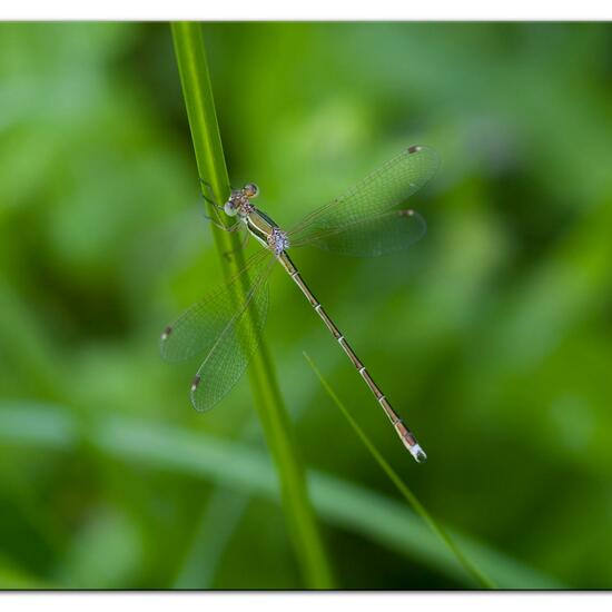 Lestes barbarus: Animal in habitat Agricultural meadow in the NatureSpots App