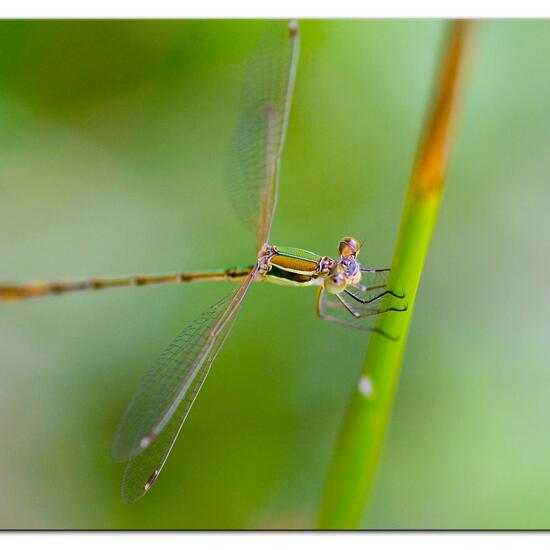 Lestes barbarus: Animal in habitat Agricultural meadow in the NatureSpots App