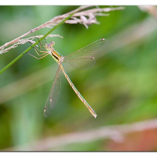 Lestes barbarus: Animal in habitat Agricultural meadow in the NatureSpots App