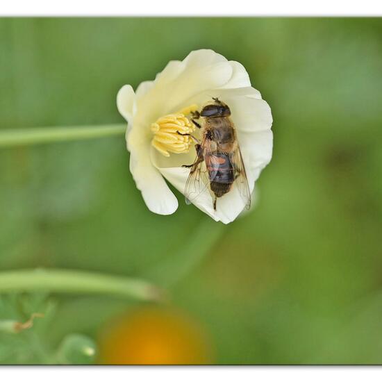 Eristalis tenax: Animal in habitat Park in the NatureSpots App