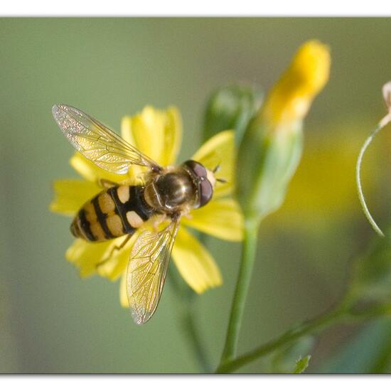 Eupeodes corollae: Animal in habitat Park in the NatureSpots App