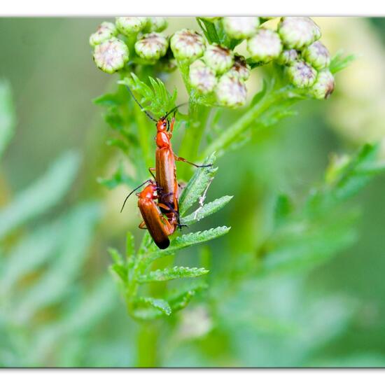 Common red soldier beetle: Animal in habitat Semi-natural grassland in the NatureSpots App