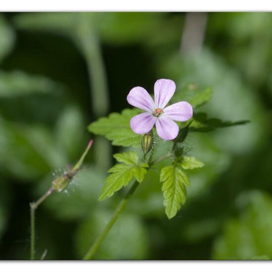 Geranium robertianum: Plant in habitat Forest in the NatureSpots App