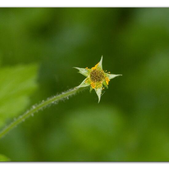 Geum urbanum: Plant in habitat Forest in the NatureSpots App