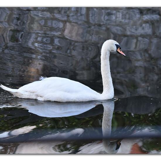 Mute swan: Animal in habitat River in the NatureSpots App