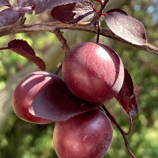 Prunus cerasifera: Plant in habitat Park in the NatureSpots App