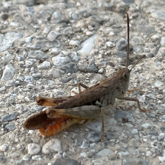 Common field grasshopper: Animal in habitat Road or Transportation in the NatureSpots App