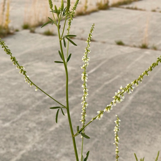 Melilotus albus: Plant in habitat City and Urban in the NatureSpots App