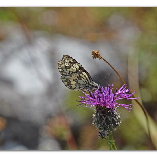 Melanargia galathea: Animal in habitat Mountain meadows in the NatureSpots App