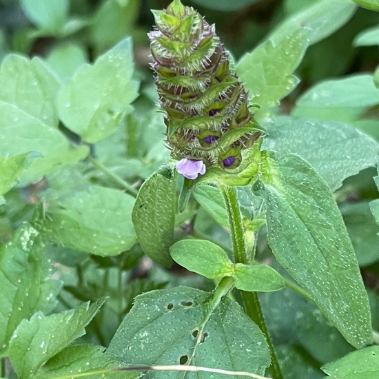 Prunella vulgaris: Plant in habitat Riparian forest in the NatureSpots App