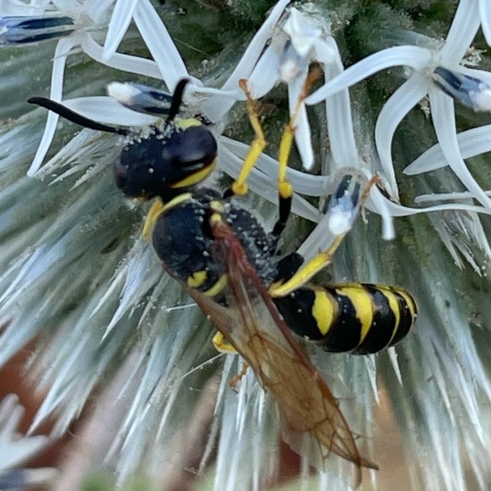 Philanthus triangulum triangulum: Animal in habitat Grassland in the NatureSpots App