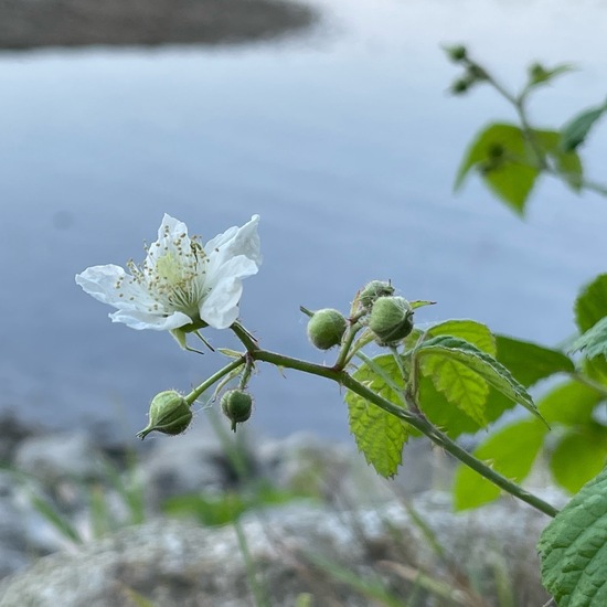 Rubus caesius: Plant in habitat Riparian forest in the NatureSpots App