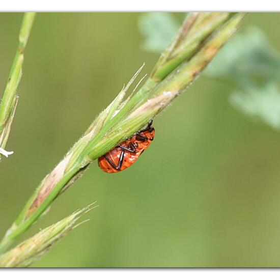 Lygaeus equestris: Animal in habitat Mountain meadows in the NatureSpots App