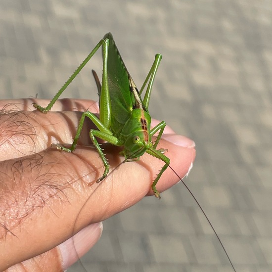 Tettigonia viridissima: Animal in habitat Garden in the NatureSpots App