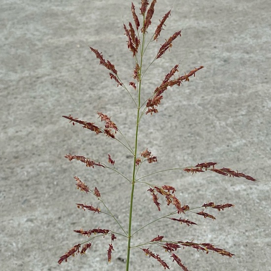 another species: Plant in habitat Road or Transportation in the NatureSpots App