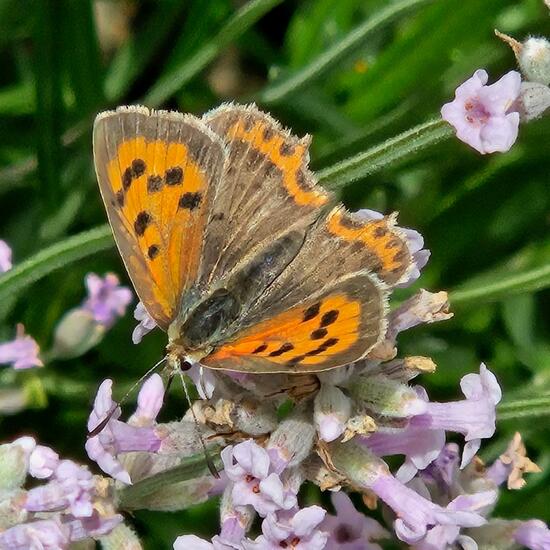 Lycaena phlaeas: Animal in habitat Garden in the NatureSpots App