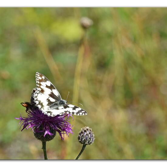 Melanargia galathea: Animal in habitat Mountain meadows in the NatureSpots App